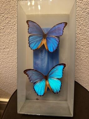 Vintage Morpho Butterfly Shadow Box Art Glass Case Nature Decor